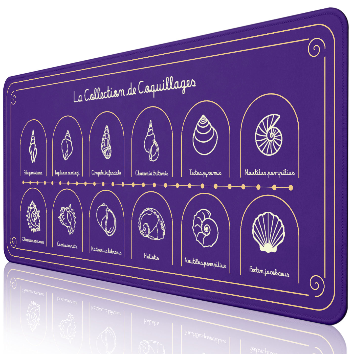 Purple Seashell — new arrival